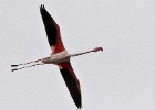 Flamingo   A.Bender : SPANJE 2012 60D